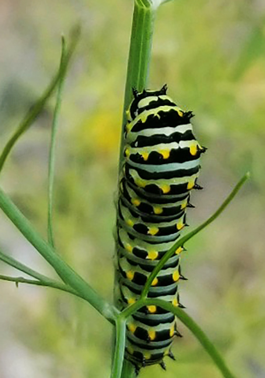 Monarch caterpillar on green plant.